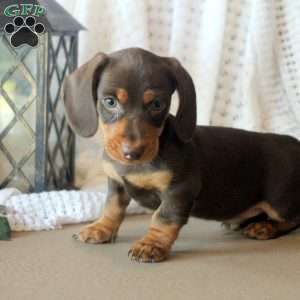 Dawson, Dachshund Puppy