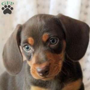 Dawson, Dachshund Puppy