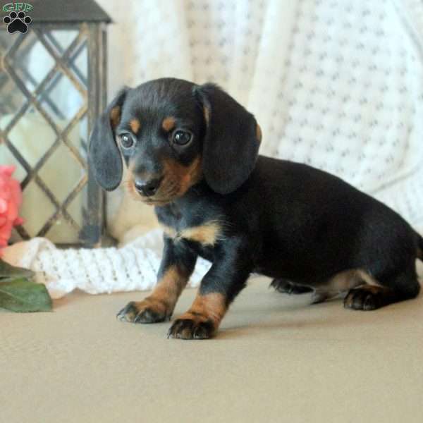 Daxton, Dachshund Puppy
