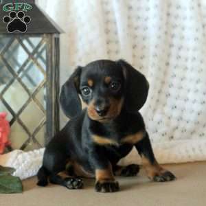 Daxton, Dachshund Puppy