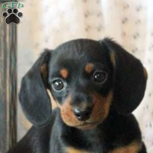 Daxton, Dachshund Puppy
