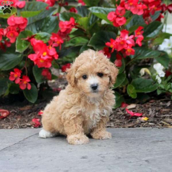 Debbie, Maltipoo Puppy