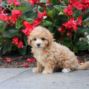 Debbie, Maltipoo Puppy