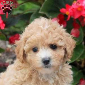 Debbie, Maltipoo Puppy