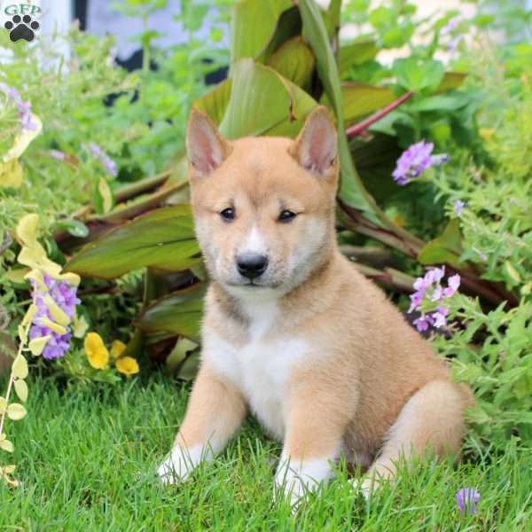 Declan, Shiba Inu Puppy