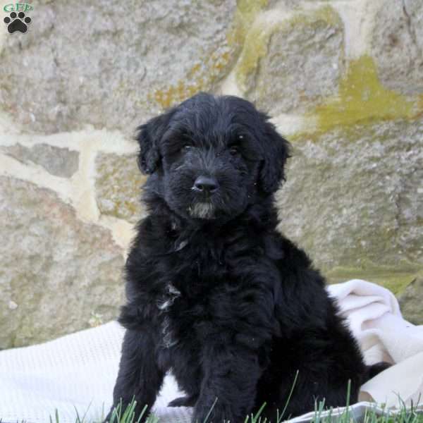 Declan, Aussiedoodle Puppy
