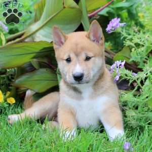 Declan, Shiba Inu Puppy