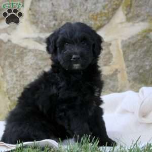 Declan, Aussiedoodle Puppy