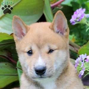 Declan, Shiba Inu Puppy