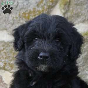 Declan, Aussiedoodle Puppy