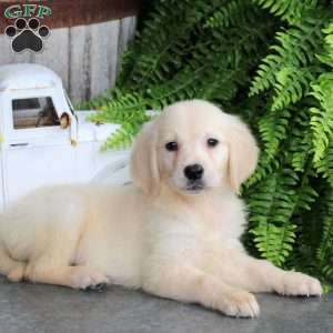 Delaney, Golden Retriever Puppy