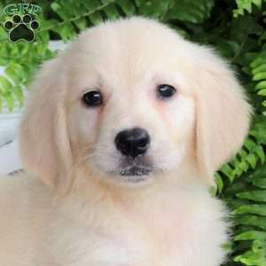 Delaney, Golden Retriever Puppy