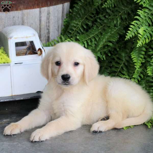 Delaney, Golden Retriever Puppy