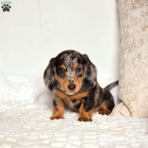 Delilah, Dachshund Puppy
