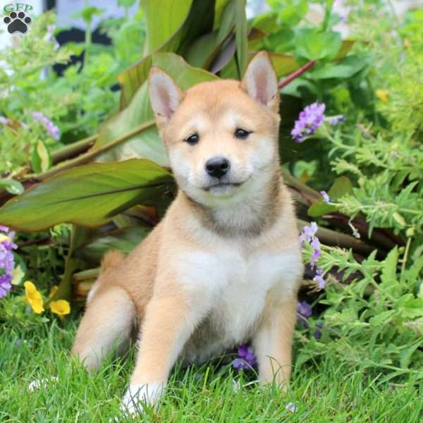 Delilah, Shiba Inu Puppy
