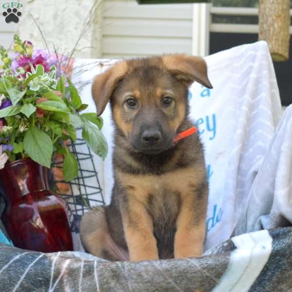 Delilah, German Shepherd Puppy