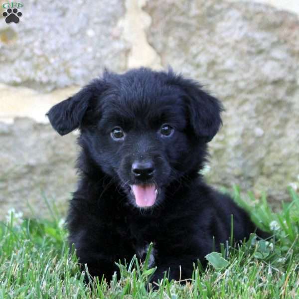 Delilah, Aussiedoodle Puppy