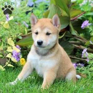 Delilah, Shiba Inu Puppy