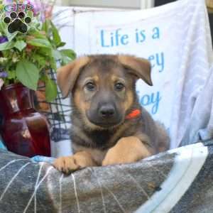 Delilah, German Shepherd Puppy