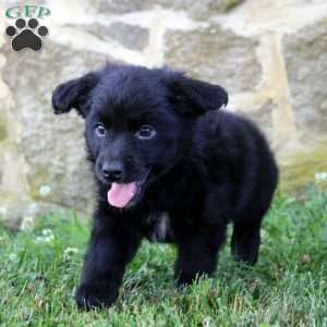 Delilah, Aussiedoodle Puppy