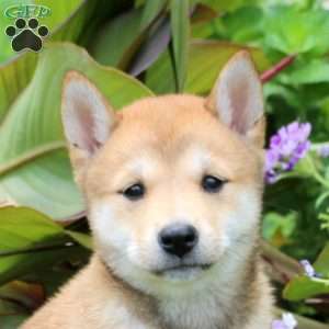 Delilah, Shiba Inu Puppy