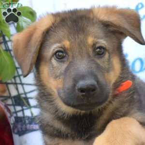 Delilah, German Shepherd Puppy