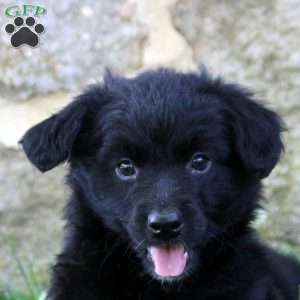 Delilah, Aussiedoodle Puppy