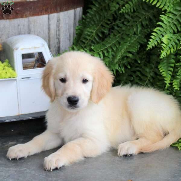 Della, Golden Retriever Puppy
