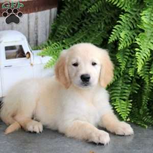 Della, Golden Retriever Puppy