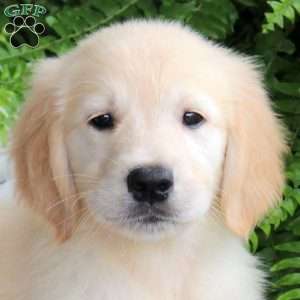 Della, Golden Retriever Puppy