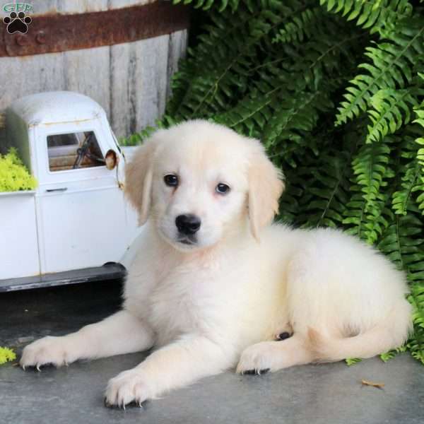 Delta, Golden Retriever Puppy