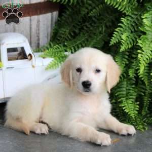 Delta, Golden Retriever Puppy