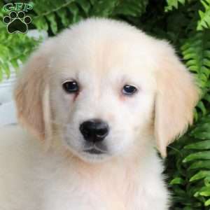 Delta, Golden Retriever Puppy