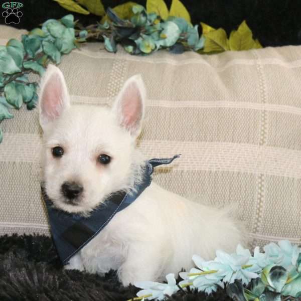 Delvin, West Highland Terrier Puppy