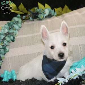 Delvin, West Highland Terrier Puppy