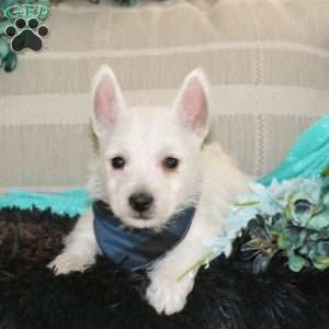 Delvin, West Highland Terrier Puppy