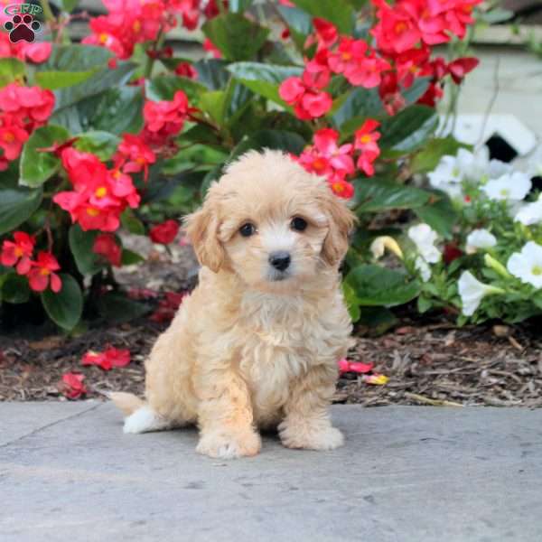 Demi, Maltipoo Puppy