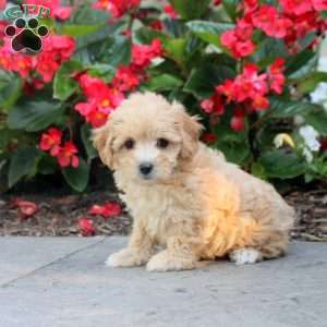 Demi, Maltipoo Puppy