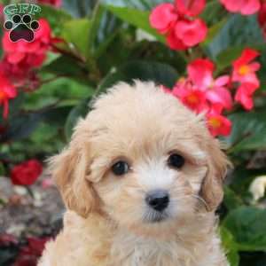 Demi, Maltipoo Puppy