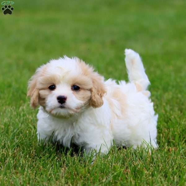 Derek, Cavachon Puppy