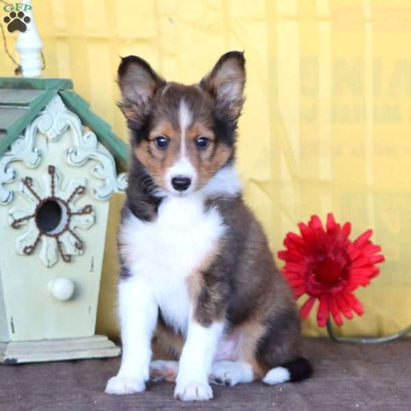 Derek, Sheltie Puppy