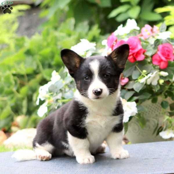 Derek, Welsh Corgi Mix Puppy