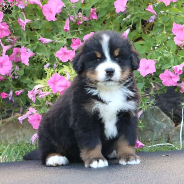 Derek, Bernese Mountain Dog Puppy