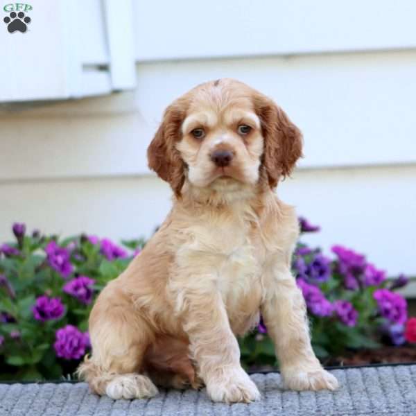 Derek, Cocker Spaniel Puppy