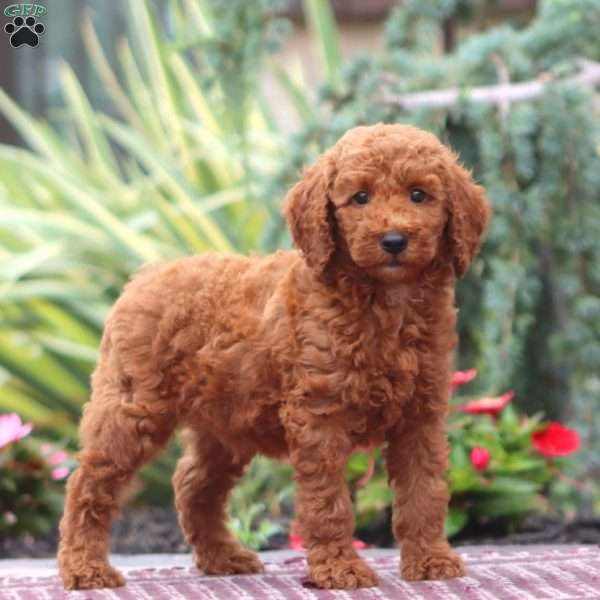 Derek-Moyen, Miniature Poodle Puppy