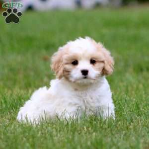 Derek, Cavachon Puppy