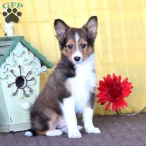 Derek, Sheltie Puppy