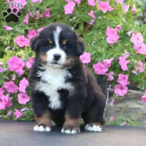 Derek, Bernese Mountain Dog Puppy