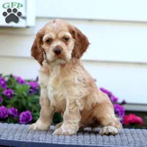 Derek, Cocker Spaniel Puppy