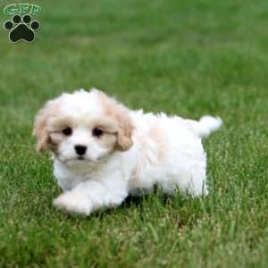 Derek, Cavachon Puppy